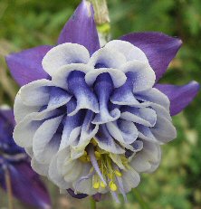 Aquilegia 1320 large blue & white double