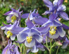 Aquilegia: Dwarf blue & white