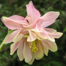 Aquilegia: Pink & white stripy loose stellata