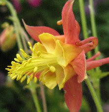 1334 aquilegia