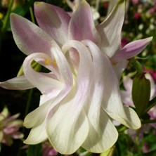 Aquilegia 1345 loose variable doubles