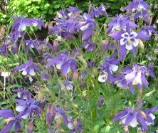 1383 aquilegia blue & white, large flowered