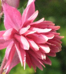 Aquilegia: Dark pink Barlow type