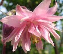 Aquilegia: Stellata pink double