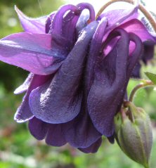 Aquilegia: Indigo double