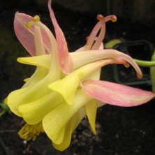 Aquilegia: Pink and yellow double