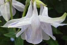 Aquilegia: Light marbled purple single