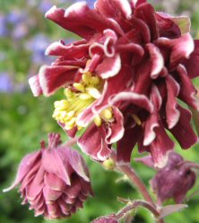 Aquilegia 1458 red & white double