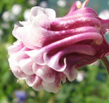 Aquilegia: Crimson and white double