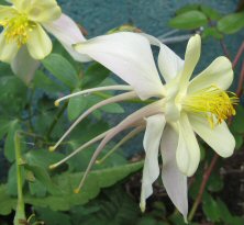 aquilegia 1463 blushed cream long-spurred