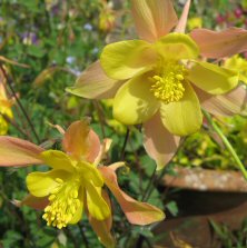 Long spurred aquilegia 1469 pink & yellow at Touchwood