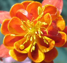 Aquilegia red and yellow species type double