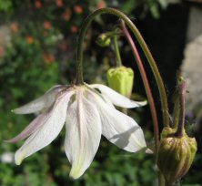 Aquilegia: Stellata grey-white