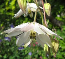 Aquilegia: Stellata grey-white