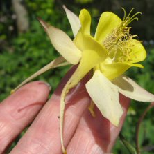 Aquilegia: 2-tone smallish yellow, long-spurred