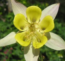 Aquilegia: 2-tone smallish yellow, long-spurred