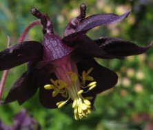 Aquilegia nigricans