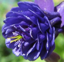 Aquilegia: Indigo pompom double