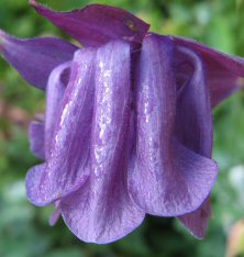 Aquilegia: Purple double