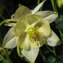 Aquilegia: creamy single fowered