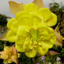 Aquilegia: Blushed yellow double