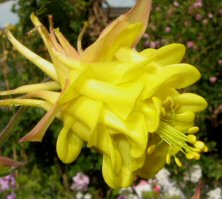 Aquilegia: Blushed yellow double