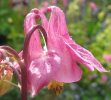 Aquilegia: Delicately held pink single