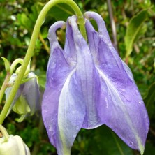 Marbled blue Aquilegia at Touchwood