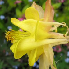 Aquilegia: Blushed yellow double