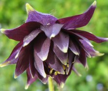 Aquilegia 1537 green-tipped purple Barlow