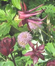 Aquilegia: Double stellata red flowered