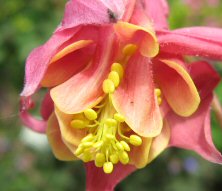 pink & yellow double bred at Touchwood