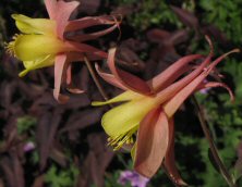 Long spurred aquilegia 1563 pink & yellow at Touchwood