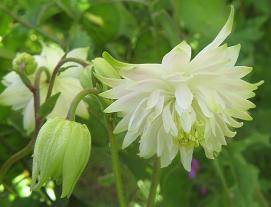 Aquilegia 'White Barlow'