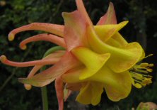 Aquilegia: Orange-red and yellow double