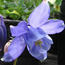 Aquilegia: Early good blue single