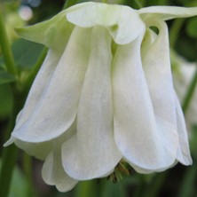Aquilegia: Hint of blue pleated double
