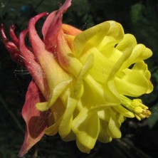 Aquilegia: Dark pink & yellow double