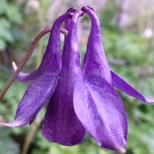 Aquilegia 1613 purple flower gold leaf