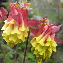 Aquilegia: Cerise and yellow double