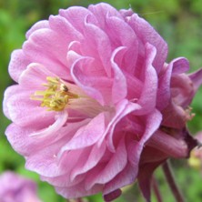 Aquilegia1619 red double