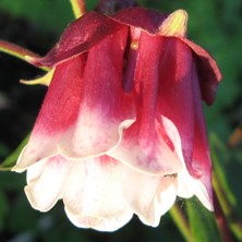 Aquilegia: Ruby and white pleated double