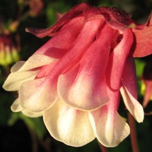 Aquilegia: Ruby and white pleated double