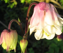 Aquilegia: Pink & white pleated double