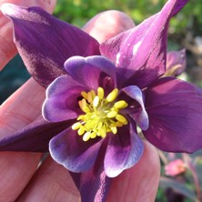 Aquilegia: Large indigo single