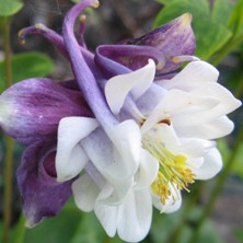 Aquilegia 1628 huge Indigo-purple & white double