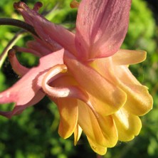 Aquilegia: Pink and sunburnt yellow double