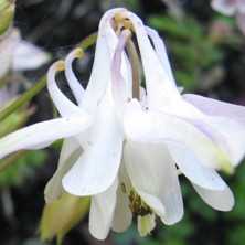 Aquilegia: Pale pink & white hybrid, double