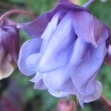 Aquilegia: 2-tone blue frilly double