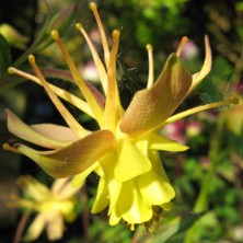 Aquilegia: Small blushed yellow double